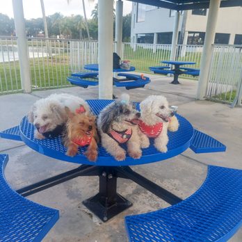 Doggies Gone Wild - Pet Sitting Near Me - Miami, Florida Doggies Gone Wild - Pet Sitting Near Me - Miami, Florida