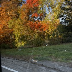 Cape Cod Canal - Leaves