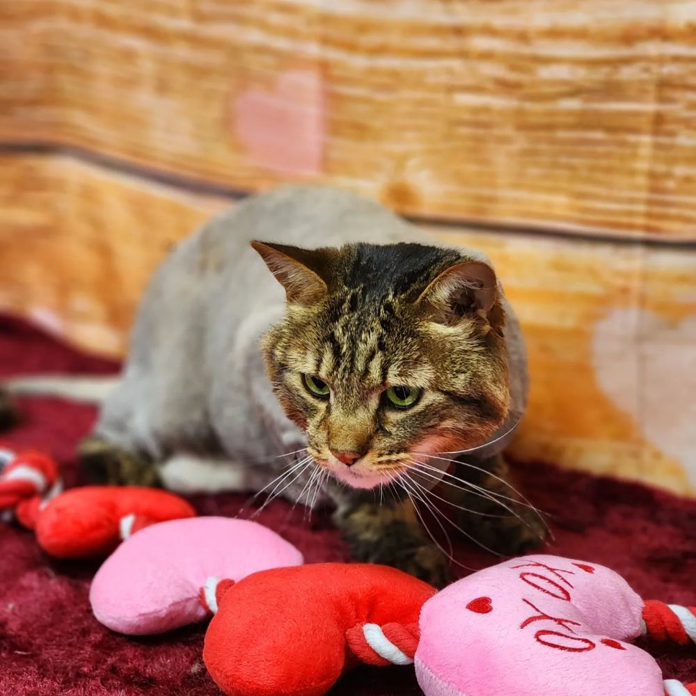 THE GROOMERY TEMECULA Updated September 2024 441 Photos & 21