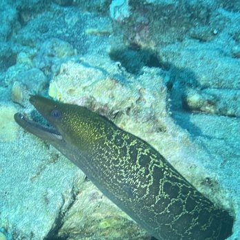 Jack's Diving Locker - Snorkeling Near Me - Kailua-Kona, Hawaii Jack's Diving Locker - Snorkeling Near Me - Kailua-Kona, Hawaii