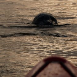 Black Bear Kayaking - Tofino Kayak Adventures