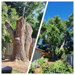 Woolf Tree Service - Mr. Elm had wetwood disease...wb fairy house soon