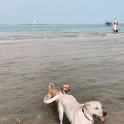 Picnic Island Park & Boat Ramp