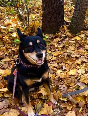 Anna's House - Okemos by null