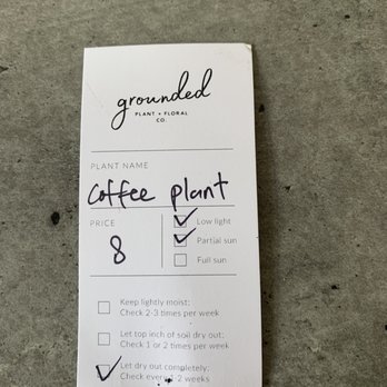 Grounded Plant & Floral - (Incorrect) directions for coffee plant - Nurseries & Gardening Near Me - Indianapolis, Indiana