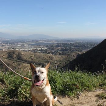 O'Melveny Park - Happy doggy (first time trekking this high) - Parks Near Me - Granada Hills, California