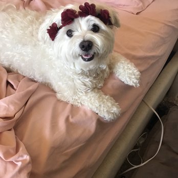 San Jose Puppies - Pet Services Near Me San Jose Puppies - Pet Services Near Me