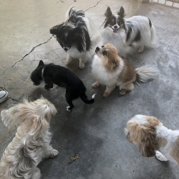 Taurus Academy Burnet - Pet Training Near Me - Austin, Texas Taurus Academy Burnet - Pet Training Near Me - Austin, Texas