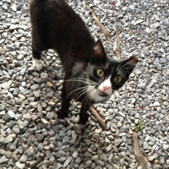 Darwell's Cafe - Lol this little kitty was hanging out around everybody.. Wonder if he's a regular. :) - Salad Near Me - Long Beach, Mississippi