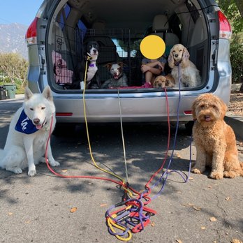 3 Mutt-sketeers Petcare - Bowie and his pack walk friends. - Pet Boarding Near Me