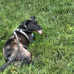 Paw'd CLT - Fitness walks with Loki!