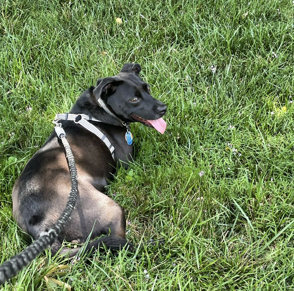 Paw'd CLT - pet boarding facility in Charlotte, NC
