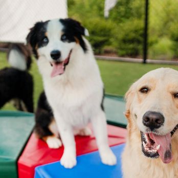 Pet Paradise Georgetown - Pet Boarding Near Me - Georgetown, Texas Pet Paradise Georgetown - Pet Boarding Near Me - Georgetown, Texas