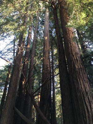 Navarro River Redwoods State Park by null