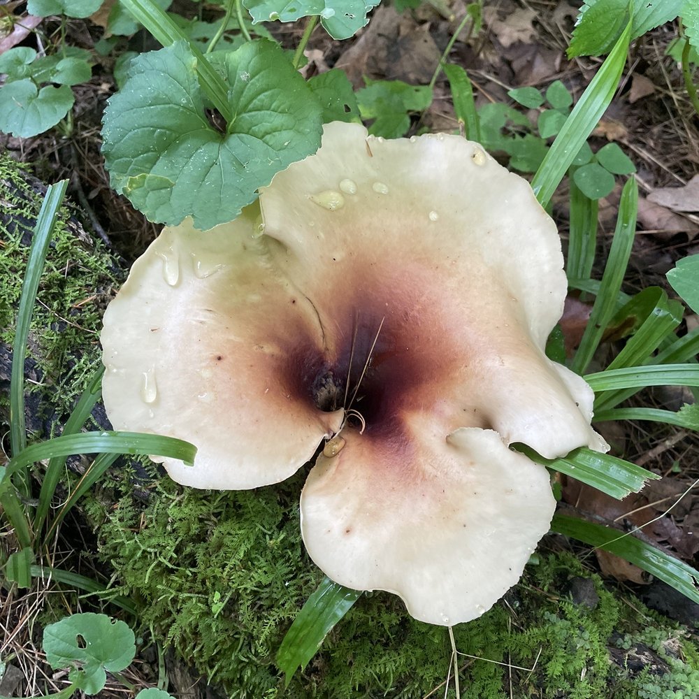 Morgan-Monroe State Forest - I think this is a fungus - Hiking Near Me - Martinsville, Indiana
