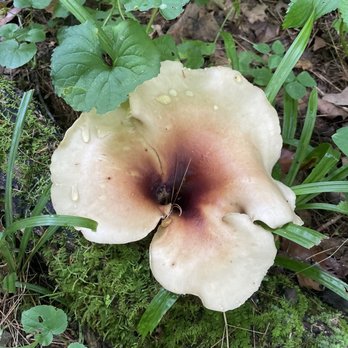 Morgan-Monroe State Forest - I think this is a fungus - Hiking Near Me - Martinsville, Indiana Morgan-Monroe State Forest - I think this is a fungus - Hiking Near Me - Martinsville, Indiana