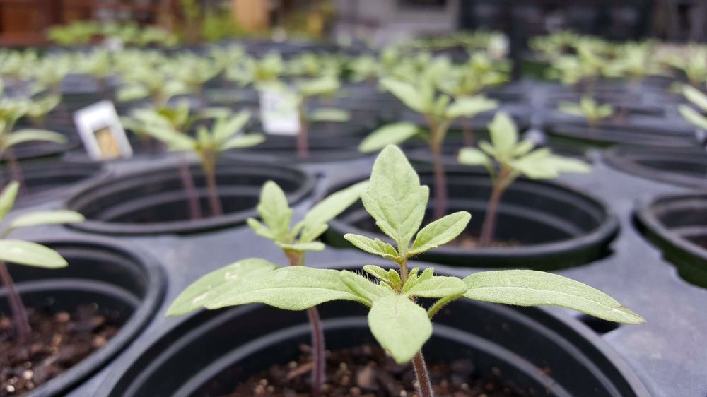 ARCADIAN FARMS Updated July 2024 10 Photos 258 Norfolk St, Holliston, Massachusetts