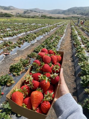 Blue House Farm Strawberry U-Pick and Farmstand by null