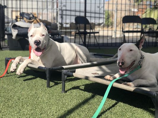 empire k9 dog training