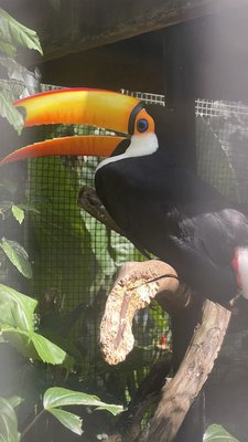 Parque das Aves by null