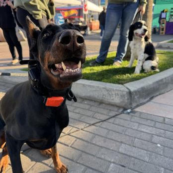 Off Leash K9 Training- Bay Area - Pet Training Near Me Off Leash K9 Training- Bay Area - Pet Training Near Me