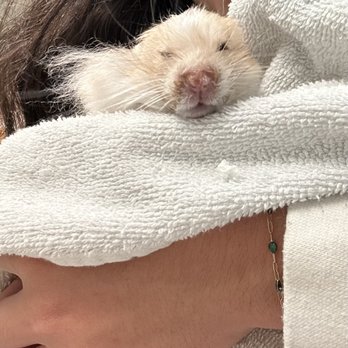 Veterinary Emergency Group - Recovery with his medication :) - Emergency Pet Hospital Near Me - Anaheim, California