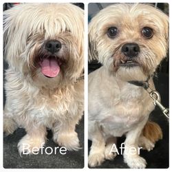 Dog Hill - before vs. after