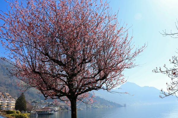 Hotel Central am See by null