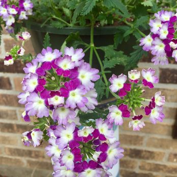 Girouard's Nursery and Greenhouse - Trailing Verbena - Nurseries & Gardening Near Me - Broussard, Louisiana Girouard's Nursery and Greenhouse - Trailing Verbena - Nurseries & Gardening Near Me - Broussard, Louisiana