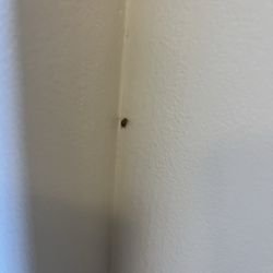 Holiday Inn Express & Suites - Grand Blanc - Cockroaches in the room, the front desk staff member tried to blow it off saying it was a stink bug and it obviously is not