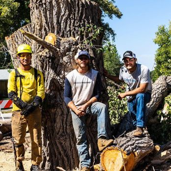 Cornerstone Tree and Landscape Services - Tree Services Near Me