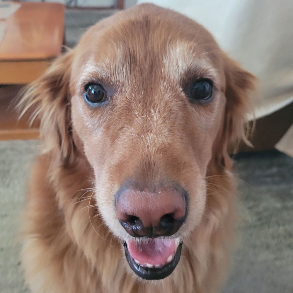 Bodhi