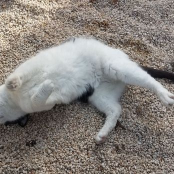 Harvest Moon Winery - Older cat. She let us pet here. - Wineries Near Me - Santa Rosa, California Harvest Moon Winery - Older cat. She let us pet here. - Wineries Near Me - Santa Rosa, California