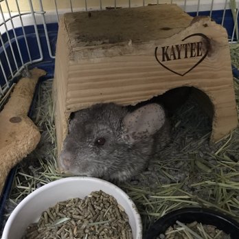 Andersen's Pet Shop - Chinchilla with well used little house, hay and food from Anderson's - Pet Stores Near Me - Montrose, California Andersen's Pet Shop - Chinchilla with well used little house, hay and food from Anderson's - Pet Stores Near Me - Montrose, California
