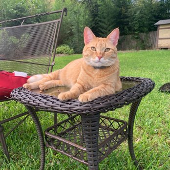 Dandy Lion Cat Specialist - Andi my orange tabby. - Pet Training Near Me Dandy Lion Cat Specialist - Andi my orange tabby. - Pet Training Near Me