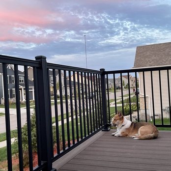 Deck Dogs - My pup enjoying his newly installed deck - Decks & Railing Near Me - Mazomanie, Wisconsin