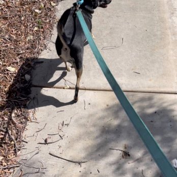 Dorothys Dog House - Pet Boarding Near Me