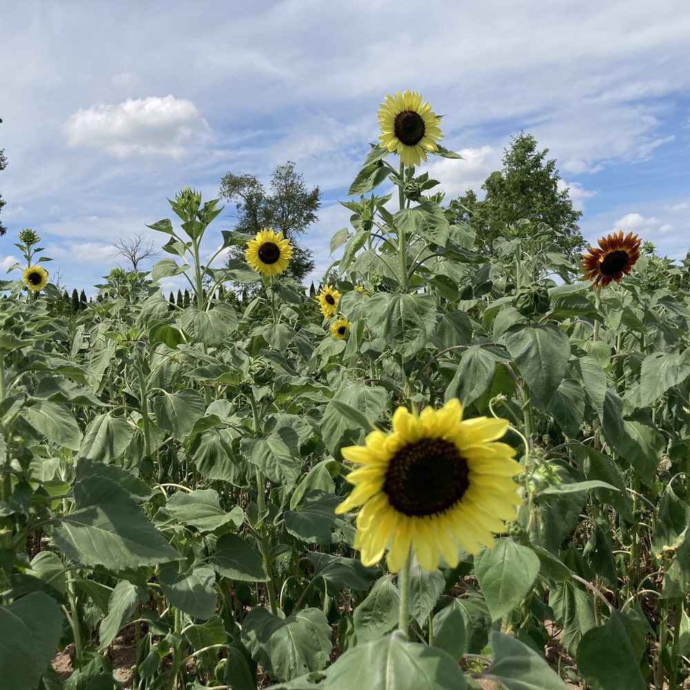 Hellerick’s Adventure Farm - More sunflower fields. - Attraction Farms Near Me - Doylestown, Pennsylvania Hellerick’s Adventure Farm - More sunflower fields. - Attraction Farms Near Me - Doylestown, Pennsylvania