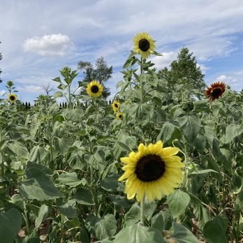 Hellerick’s Adventure Farm - More sunflower fields. - Attraction Farms Near Me - Doylestown, Pennsylvania