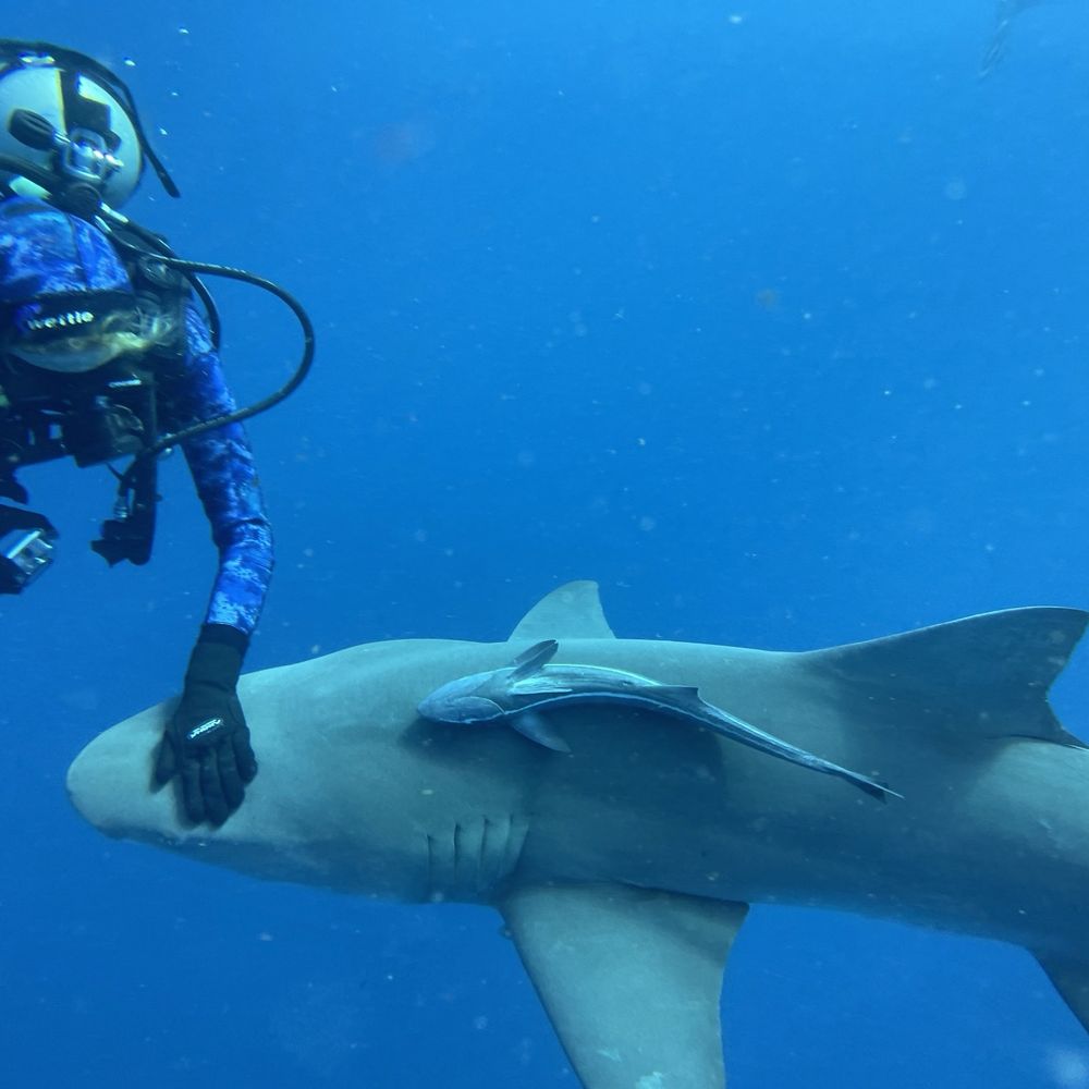 calypso dive charters - Scuba Diving Near Me - Riviera Beach, Florida