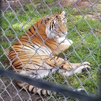 Big Cat Habitat - June 2021 - Zoos Near Me - Sarasota, Florida Big Cat Habitat - June 2021 - Zoos Near Me - Sarasota, Florida