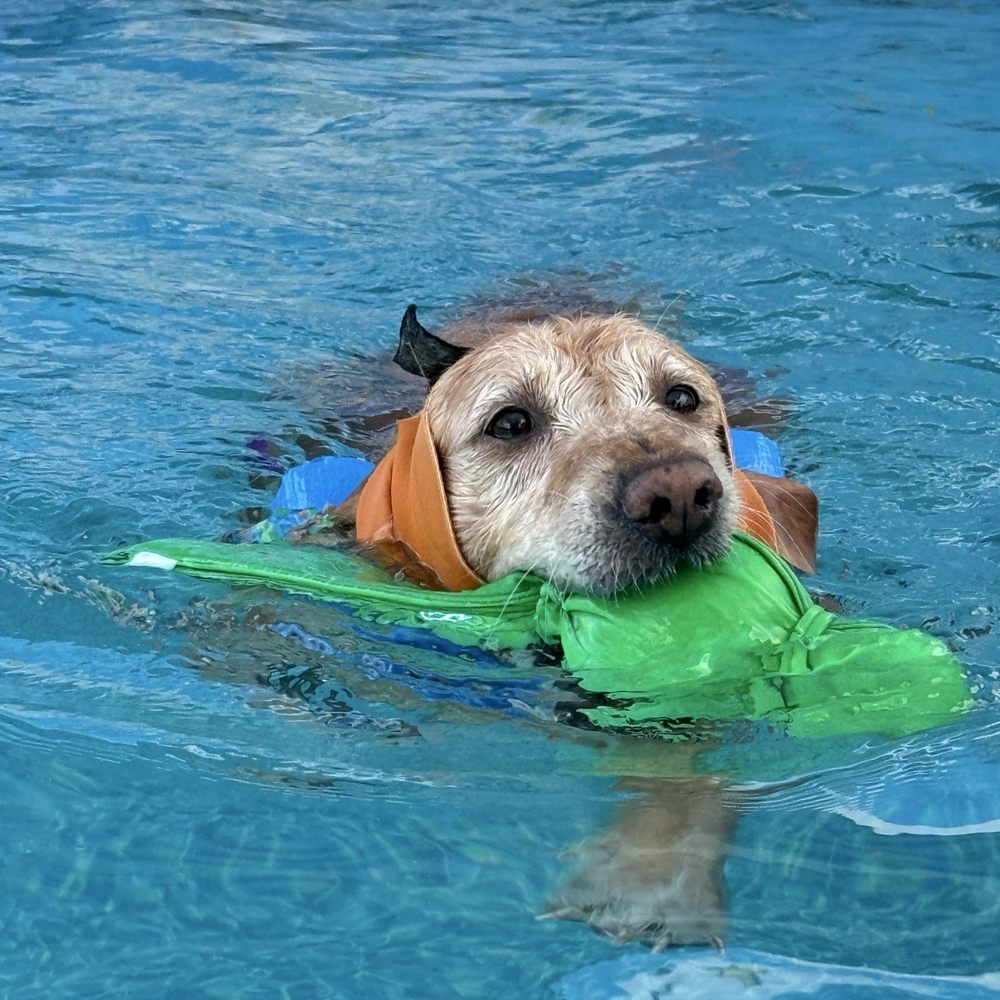 Where to Take Dog Swimming near Me: Top Safe & Fun Spots
