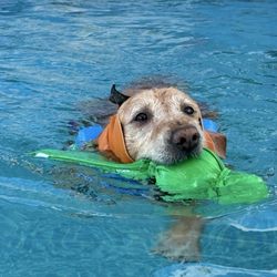 Tailwagger's Massage and Hydrofitness