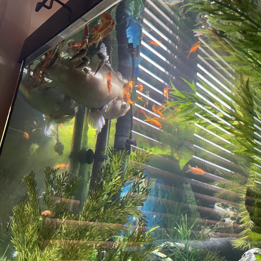 Aquarium Adventure - Aquarium Services Near Me - Hoffman Estates, Illinois Aquarium Adventure - Aquarium Services Near Me - Hoffman Estates, Illinois