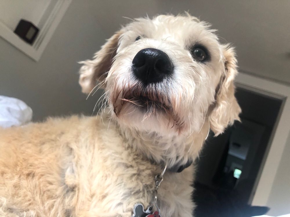 SKIPTON PET LODGE Updated August 2024 10 Photos & 17 Reviews 33 W