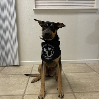 Island Dog Obedience - Dog is named Mushroom wearing an Island Dog obedience bandana - Pet Training Near Me - Honolulu, Hawaii Island Dog Obedience - Dog is named Mushroom wearing an Island Dog obedience bandana - Pet Training Near Me - Honolulu, Hawaii