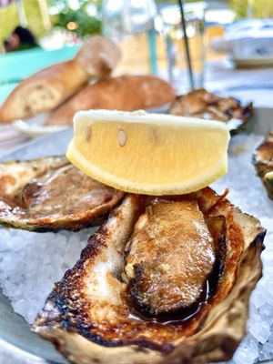 Hog Island Larkspur by null