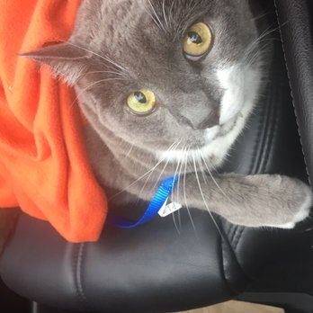Central Providence Veterinary Hospital - His "where are we going" face going to the vet, where they took really care of him! - Veterinarians Near Me - Charlotte, North Carolina Central Providence Veterinary Hospital - His "where are we going" face going to the vet, where they took really care of him! - Veterinarians Near Me - Charlotte, North Carolina