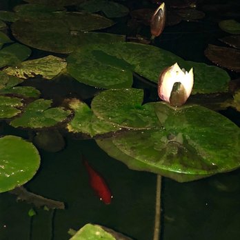 Vicious Fishes - Our goldfish enjoying the evening with us. - Aquarium Services Near Me - Indio, California Vicious Fishes - Our goldfish enjoying the evening with us. - Aquarium Services Near Me - Indio, California