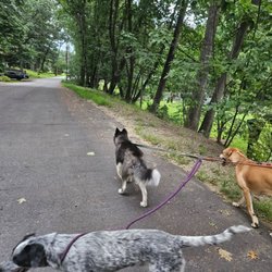 Hand In Paw Pet Services - Around th block we go